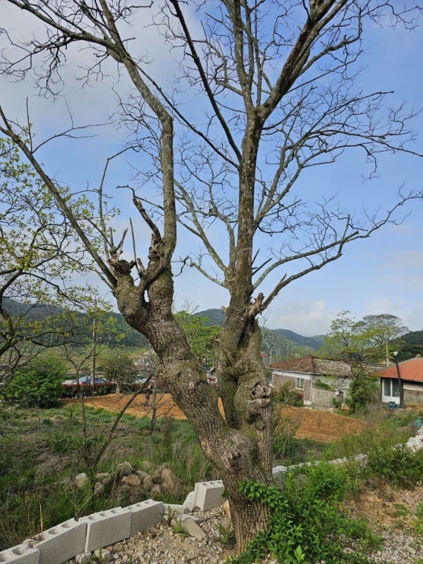 백화정 앞 회화나무