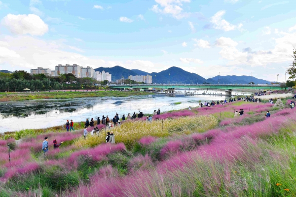 2022년 황룡강 가을꽃 축제 모습