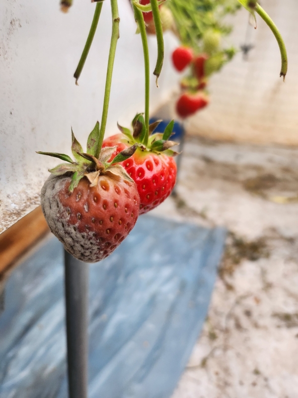 일조량 감소로 발생한 딸기 잿빛곰팡이병